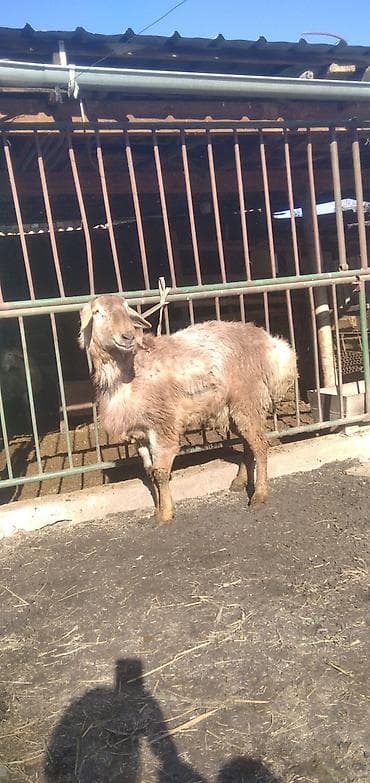 бенгальская кошка цена бишкек: Продаю | Баран (самец) | Для разведения | Племенные — 7