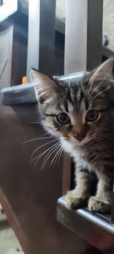 сколько стоит собака ротвейлер: Кошка даром: Беспородная, 5 месяцев, Мальчик, Приучена к лотку, Проглистована — 2