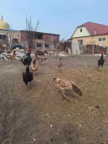 курен: Продаю | Куры | Домашняя | Несушки — 4