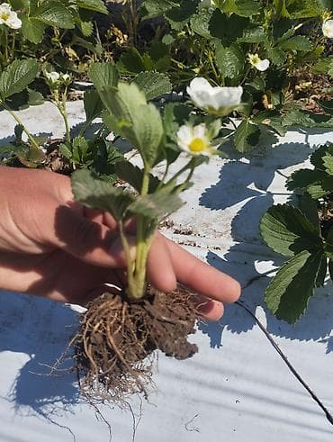 детский развив коврик: Рассада клубники (садовой земляники) с открытой корневой системой. - — 3