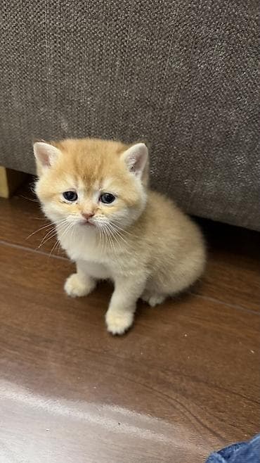 Шиншиллы: Открыто бронирование котят шотландской породы 🐾 Предлагаются к — 3