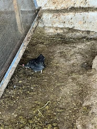 живые дрожи: Продаю | Куры | Для разведения — 2