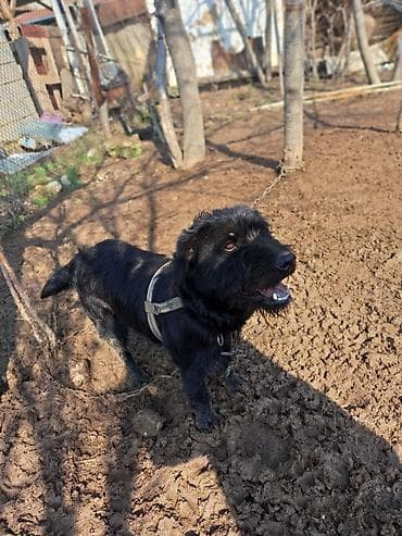 шпиц собака купить: 2 года, Самец, С прививкой — 3