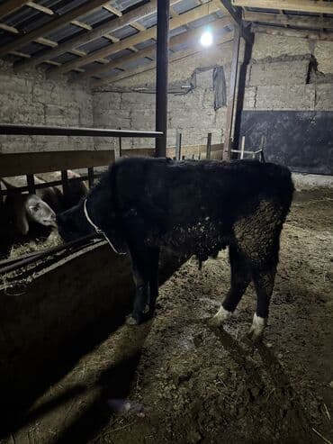 ак кеклик: Сатам | Бука (эркек) | Абердин-ангус | Көбөйтүү үчүн | Жасалма уруктандырылган — 5