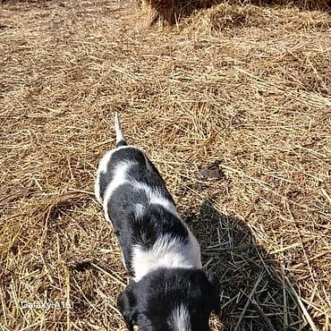 Ит бекер берем: Щенки, черно-белый окрас - Порода: не указана (метисы/дворняжки по — 5