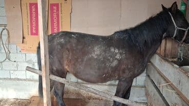 кошки продаются: Продаю | Кобыла (самка), Жеребец | Полукровка | Для разведения | Племенные — 2