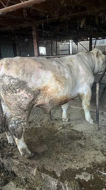 купить щенка французского бульдога: Продаю | Бык (самец) | Шароле | Для разведения | Племенные — 2