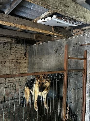 клетка для кур: Вольер для собаки из металла с дверцей - Конструкция: каркас из — 1