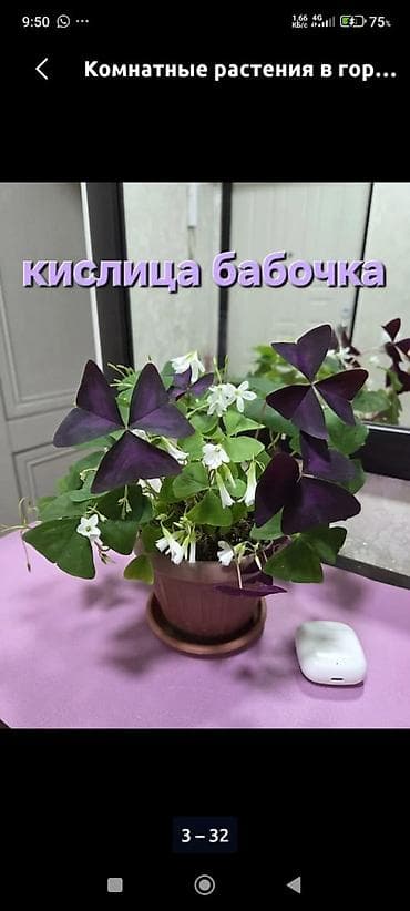 Комнатные растения в горшках - Кислица «Бабочка» (Oxalis): куст с