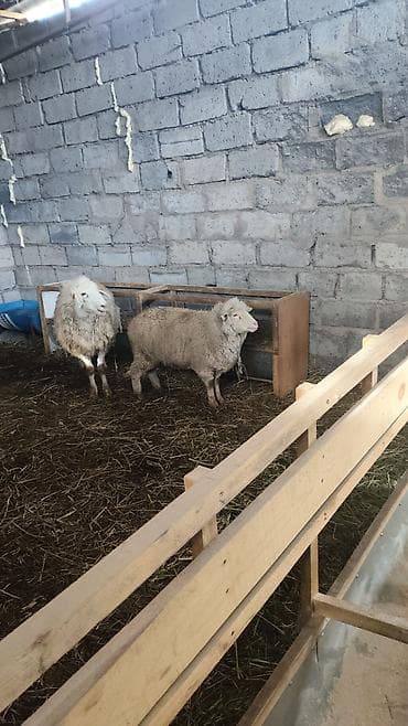 canada goose: Продаю | Овца (самка) | Для разведения | Племенные — 6