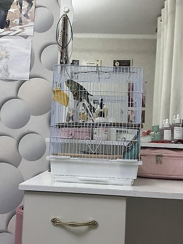 🏡 Ищу новый дом для любимых птиц 🏡 Отдам в хорошие и заботливые руки