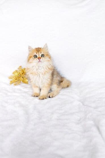 Вязка кошек: Скотиш Страйт (Шотландская прямоухая), 2 месяца, Девочка, Золотая шиншилла — 1