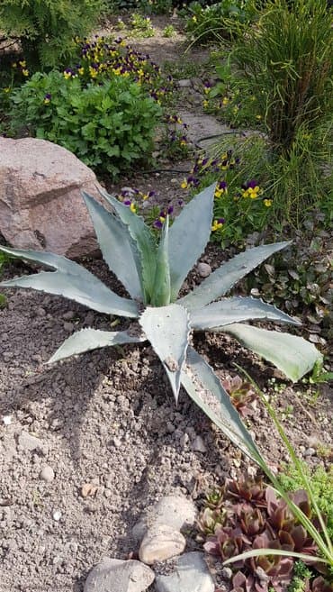 аихризон купить: Агава 25-40см. 2-4 года. Алоэ, текила. Звонить — 1