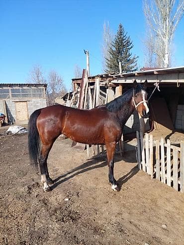 Продаю | Кобыла (самка) | Английская | Для разведения, Рабочий, Конный спорт