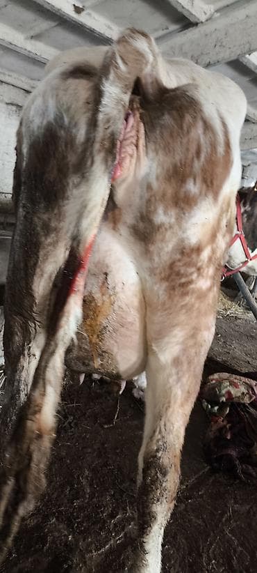 Ветеринар кызматы: Сатам | Уй (ургаачы) | Көбөйтүү үчүн, Сүт алуу үчүн — 5