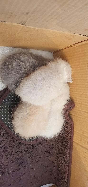 кошка пародистый: Котята, помёт из нескольких малышей разного окраса: - — 3