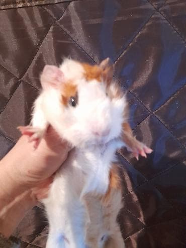 день сяпина: Морские свинки, мальчики и девочки, возраст 2,5 месяца — 4