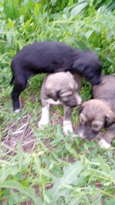 щенки фокстерьера: Тайган, 1 месяц, Самец — 6