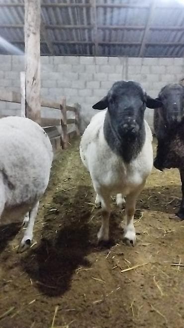 жалал абад кошка: Сатам | Кочкор (эркек) | Көбөйтүү үчүн | Асыл тукумдуу — 10