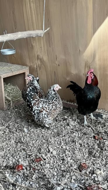 кролик декоративные: Продаю | Куры | Для разведения — 1