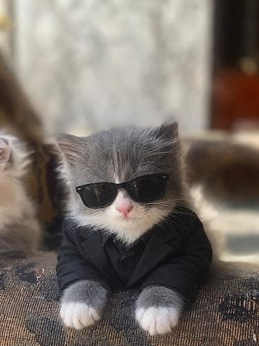 даром кошку: Отдам котенка в хорошие и заботливые руки 🐾 Котенок приучен к лотку — 2