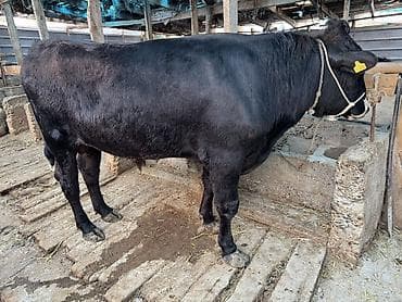 продажа домашних животных: Продаю | Бык (самец) | На откорм | Привязанные — 6