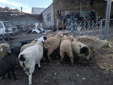 куда отдать собаку бишкек: Продаю | Ягненок | Меринос, Романовская, Полукровка | На забой, Для разведения, Для шерсти | Кастрированные, Ярка — 1