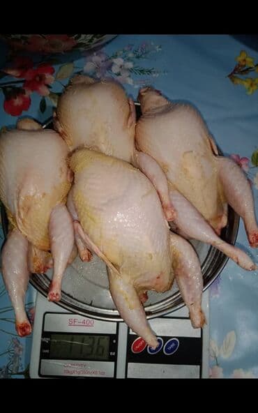 сколько стоят перепелиные яйца: Продаю перепелят суточных Техас и Феникс под заказ. яйцо — 6