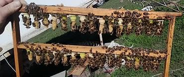 малина шапка мономаха: Всем доброго времени суток продаём маточники /и неплодных маток от — 2