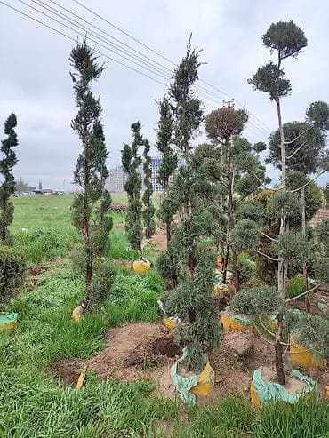 Ассалому алейкум!🔥🔥🔥🔥🔥🔥 срочно срочно срочно оптом сатылат 2000 сомдон — 6