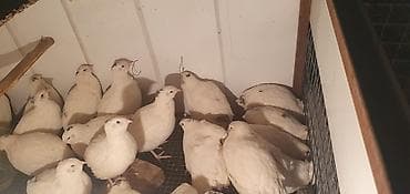 продам клубнику: Перепела техасский белый (мясо-яичный кросс) сегодня начали нестись 40 — 2