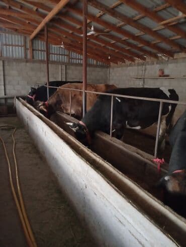 племенные коровы молочные купить: Продаю | Корова (самка) | Для молока | Стельные — 9