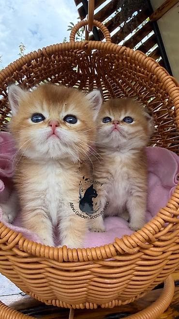 кошка черная: Скотиш Фолд (Шотландская вислоухая), 1 месяц, Мальчик, Золотая шиншилла, Приучена к лотку, Проглистована, С документами — 3