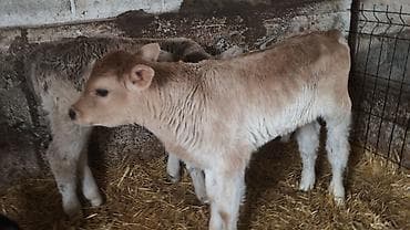 цена тюк: Продаю | Бык (самец) | Швицкая | На откорм, Для разведения | Искусственник — 2