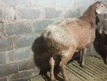 лайка рабочий: Продаю | Баран (самец) | Для разведения — 2