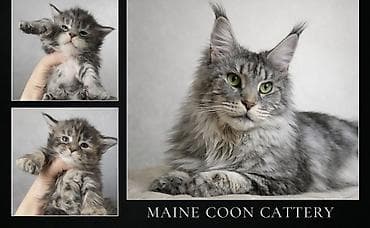 мейкун даром: Питомник мейн-кунов — породистые котята - Порода: Maine Coon — — 2