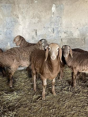 Продаю | Овца (самка) | Гиссарская, Арашан | Для разведения | Ярка