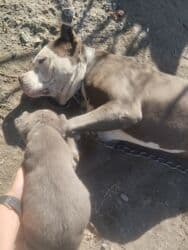 Вязка собак: Питбуль, 2 месяца, Самка, С прививкой — 5