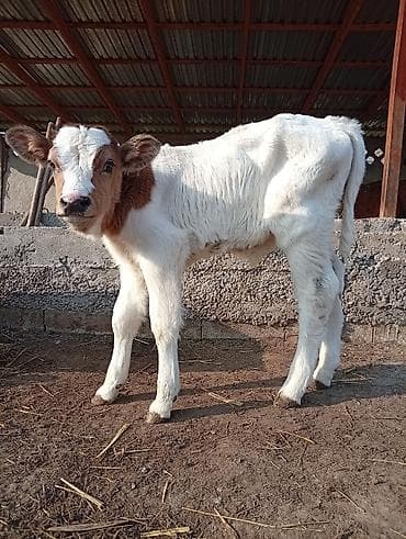 Корма для с/х животных: Продаю | Музоо, торпок | Для молока | Привязанные — 3