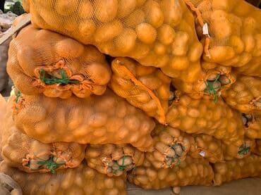 оптовая цена картофеля: Картошка Джелли, Дүңүнөн — 2