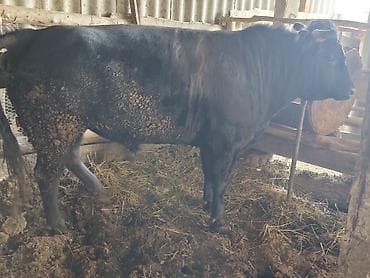 ветеринарные услуги: Продаю | Бык (самец) | Абердин-ангус | На забой — 1