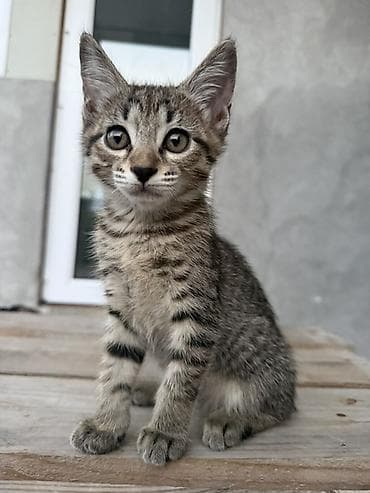 1 мальчик 2 котенка оригинал: Два ласковых котёнка ищут любящую и заботливую семью. 🐾 Пожалуйста — 2