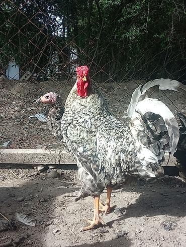декоративный кур: Продаю | Петух | Для разведения — 2