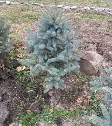 керебет бу: Көчөттөр дарактардын: Карагайлар — 10