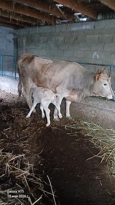 тёлки бычки: Продаю | Корова (самка) | Для разведения | После отела — 1