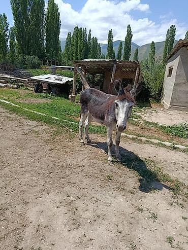 С/х животные и товары: Осёл домашний - Порода: сельский рабочий осёл (мастер на подвозку и — 1