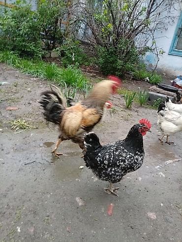 белый петух: Продаю | Куры | Домашняя | Для разведения — 2