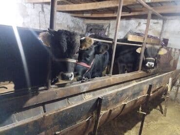 продам хряка: Продаю | Бык (самец) | Швицкая | На откорм, На забой — 2