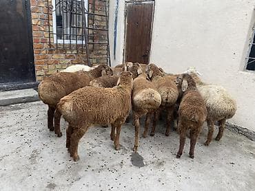 animal pack: Продаю | Ягненок | Для разведения — 9