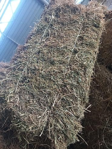 союш кой: Продаю тюки люцерны метровые по 25-30 кг в с.Манас — 1